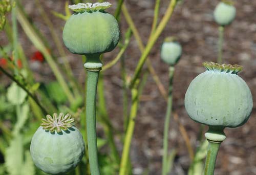 Opiumsvalmuer i frøstand