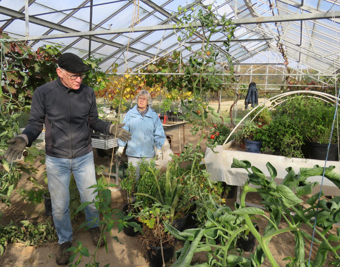 Hans og Grethe i drivhuset på Nordlangeland, hvor vi opbevarer sarte planter hver vinter.