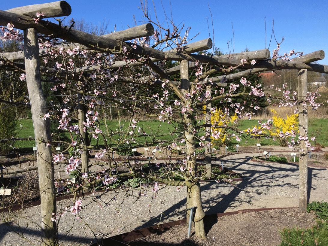 Mandeltræet i Haven for åndedræt og kredsløb blomster. Billedet er taget 11. april 2017.