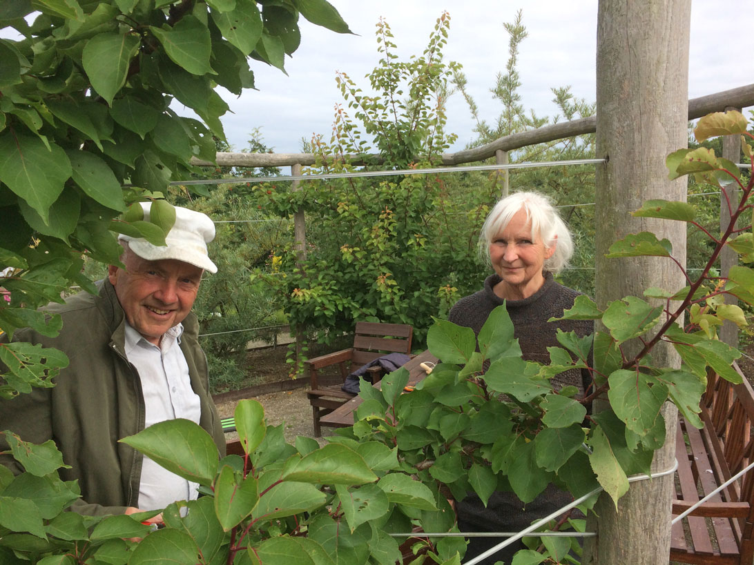Peder og Gerd beskærer abrikostræer i Haven for fordøjelse, stofskifte og ernæring. 