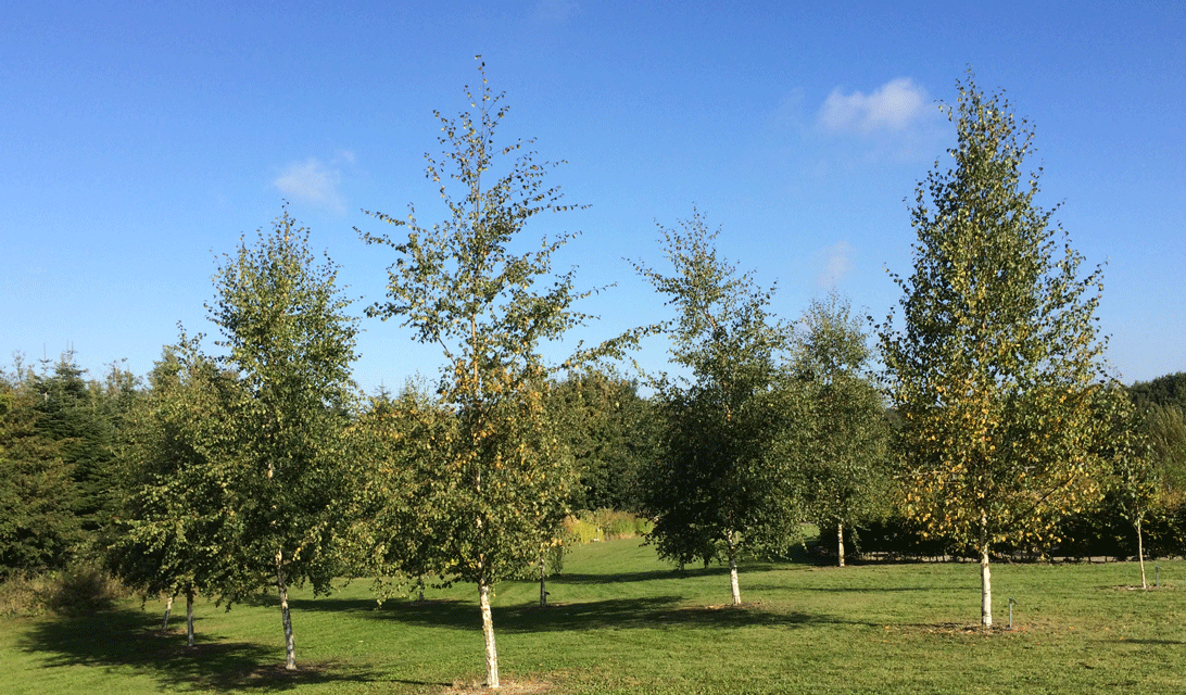 27. september: Vortebirk-lunden i Medicinhavernes arboret.