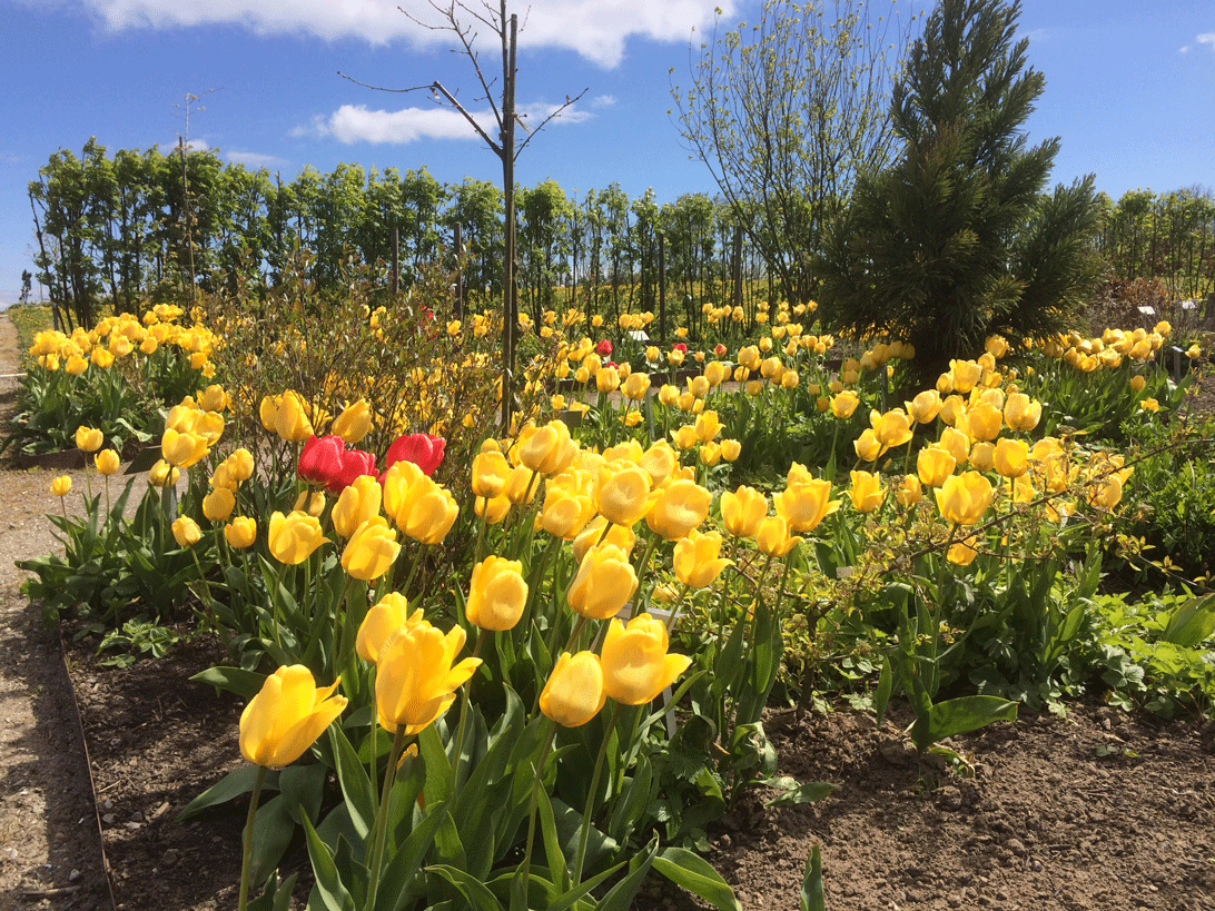 Tulipaner i Haven for urin- og kønsveje 2. maj 2017