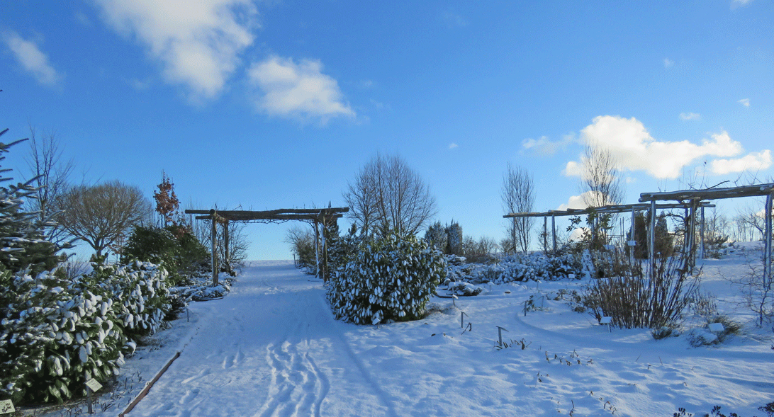 4. januar 2017 kom sneen og kulden til Langeland. Her er det Haven for åndedræt og kredsløb.