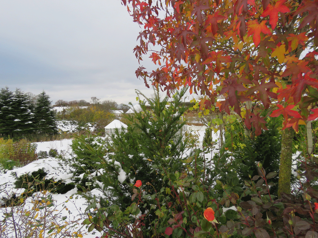 Det fryser, og der er kommet sne, men roserne i Haven for åndedræt og kredsløb har stadig flotte knopper, selv om kalenderen siger 9. nov. 2016.