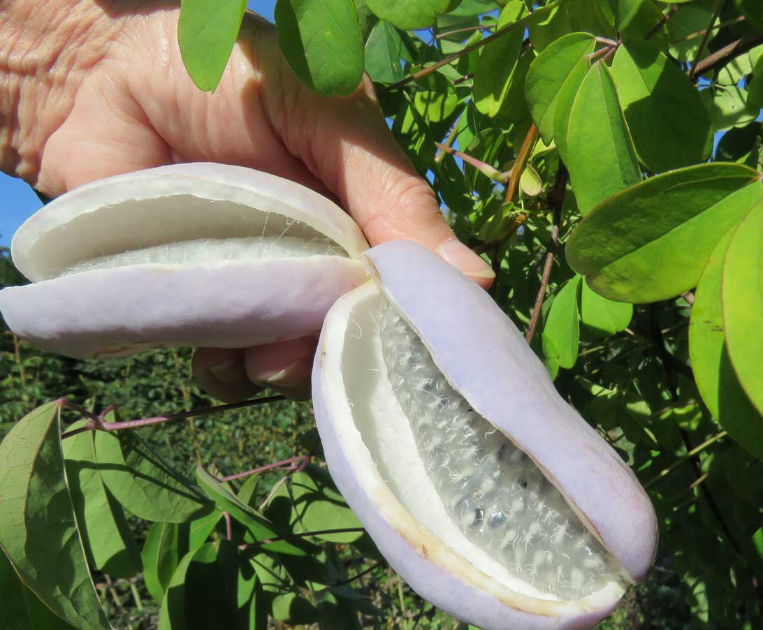 18. september 2018: Akebia (Akebia quinata) med frugt. Planten vokser i Haven for urin- og kønsveje.