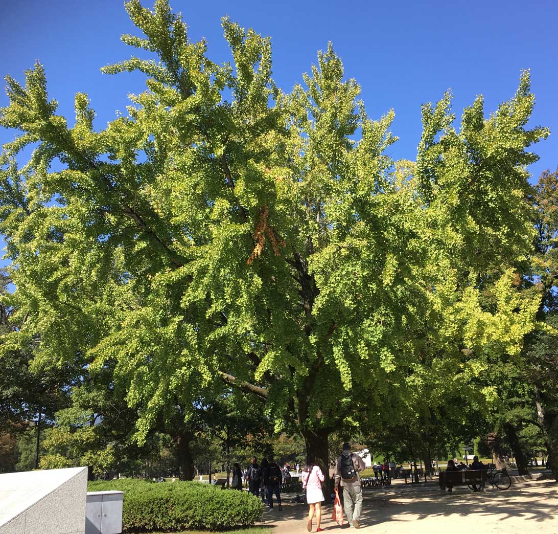 Ginkgo bilobatræ fotograferet i oktober 2018. Træer står lige der hvor atombomben i 1945 faldt i Hiroshima i Japan. 