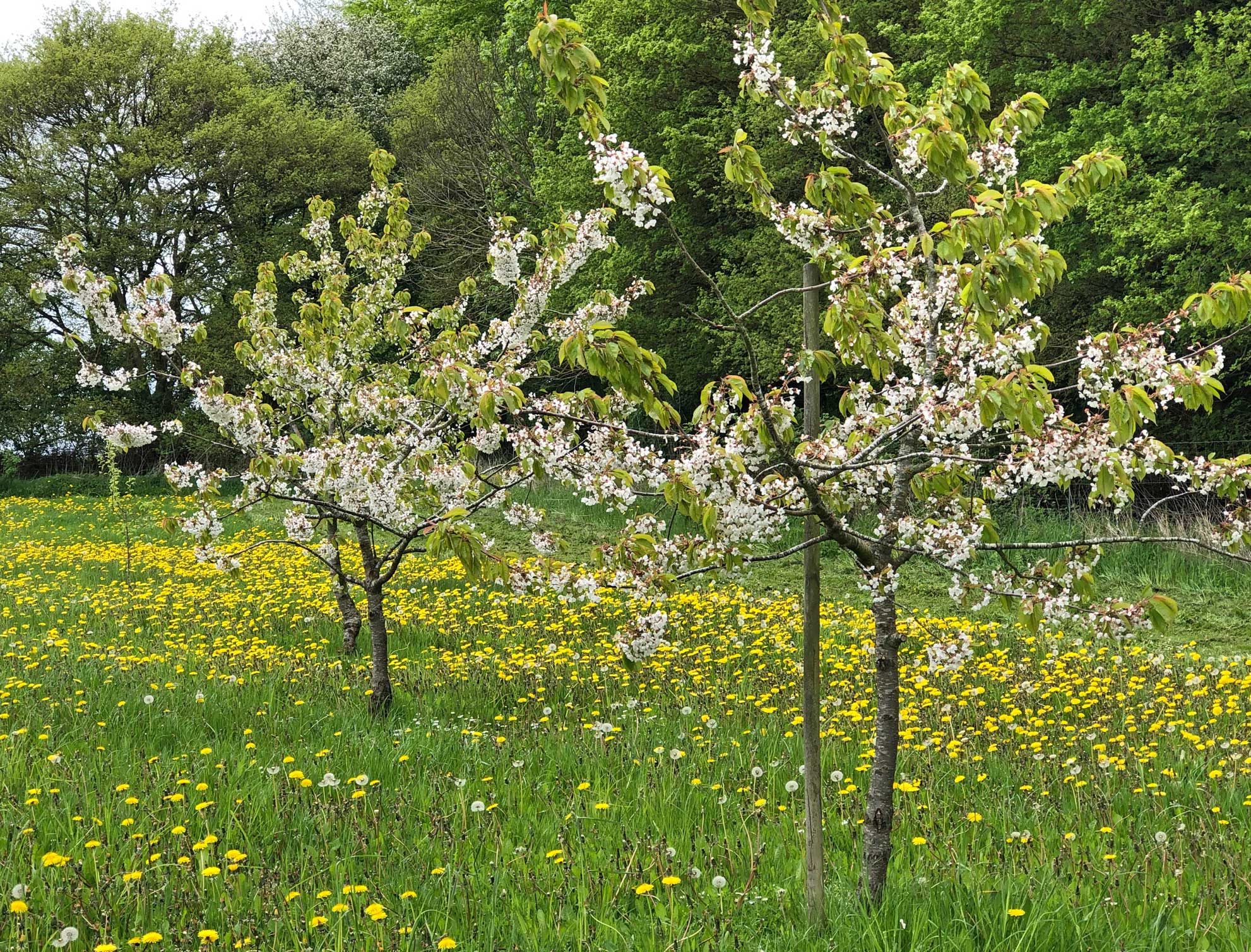 18. maj 2021: Kirsebærlunden i arboretet