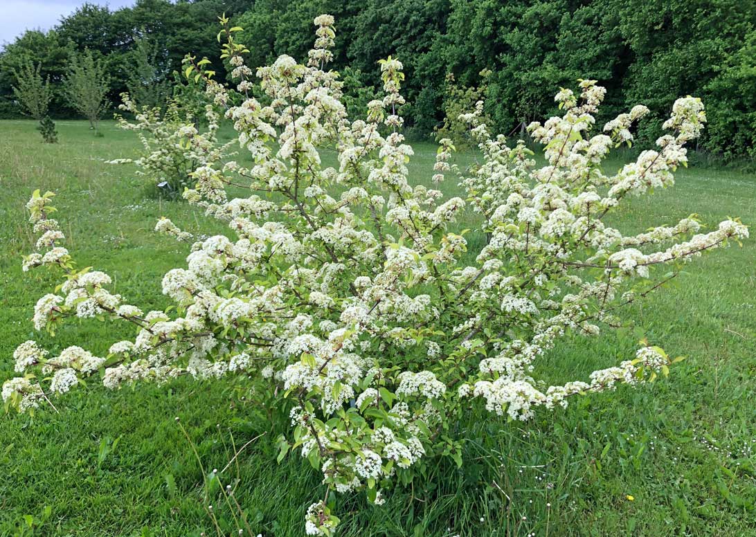 24. maj 2022: Blommebladet kvalkved i arboretet.