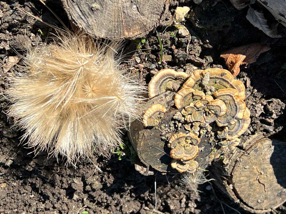 28. marts 2023: Frø af artiskok samt svampe på træ danner et fint lille kunstværk i Haven for fordøjelse, stofskifte og ernæring. 