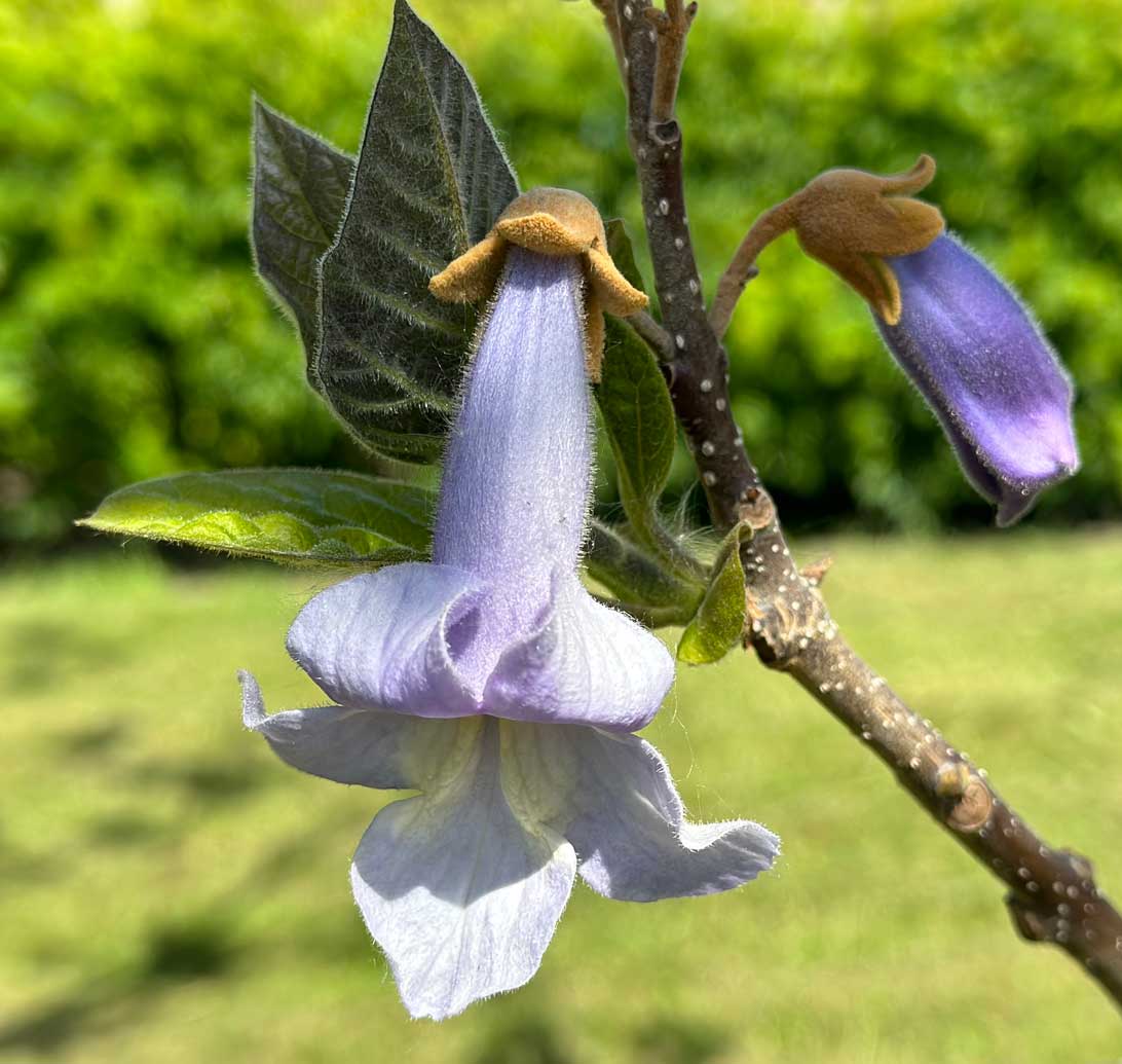 30. maj 2023 Blomst fra Kejsertræet i arboretet mellem Haven for urin- og kønsveje og Haven for fordøjelse, stofskifte og ernæring. 