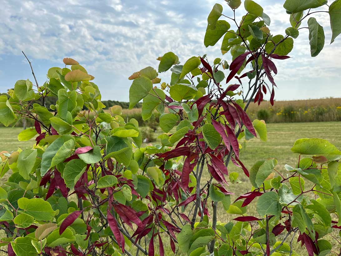 10. juli 2023: Frøstande fra judastræet i arboretet.