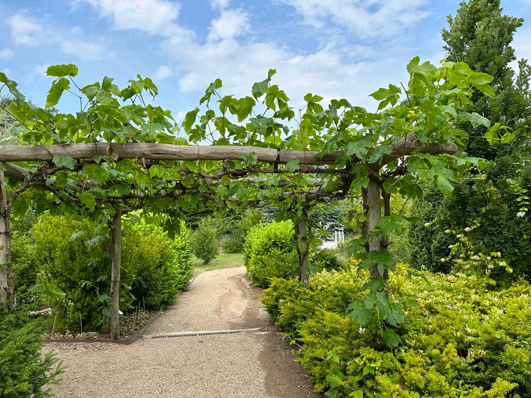 10. juli 2023: Pergolaen i Haven for åndedræt og kredsløb med vinplanter. 