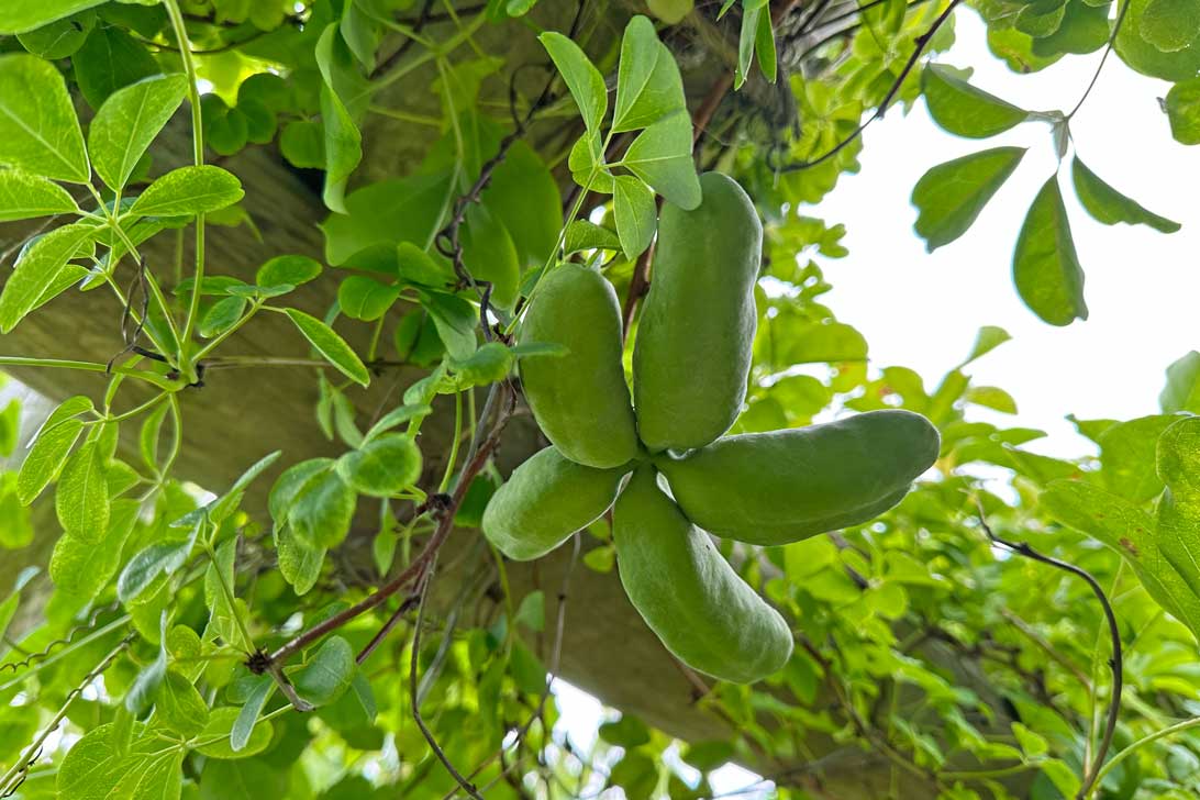 Akebia-frugt i Haven for urin- og kønsveje. 