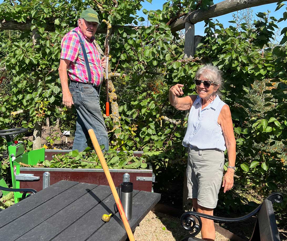 22. august 2023: Peder og Jette klipper abrikostræerne i Haven for fordøjelse, stofskifte og ernæring. 
