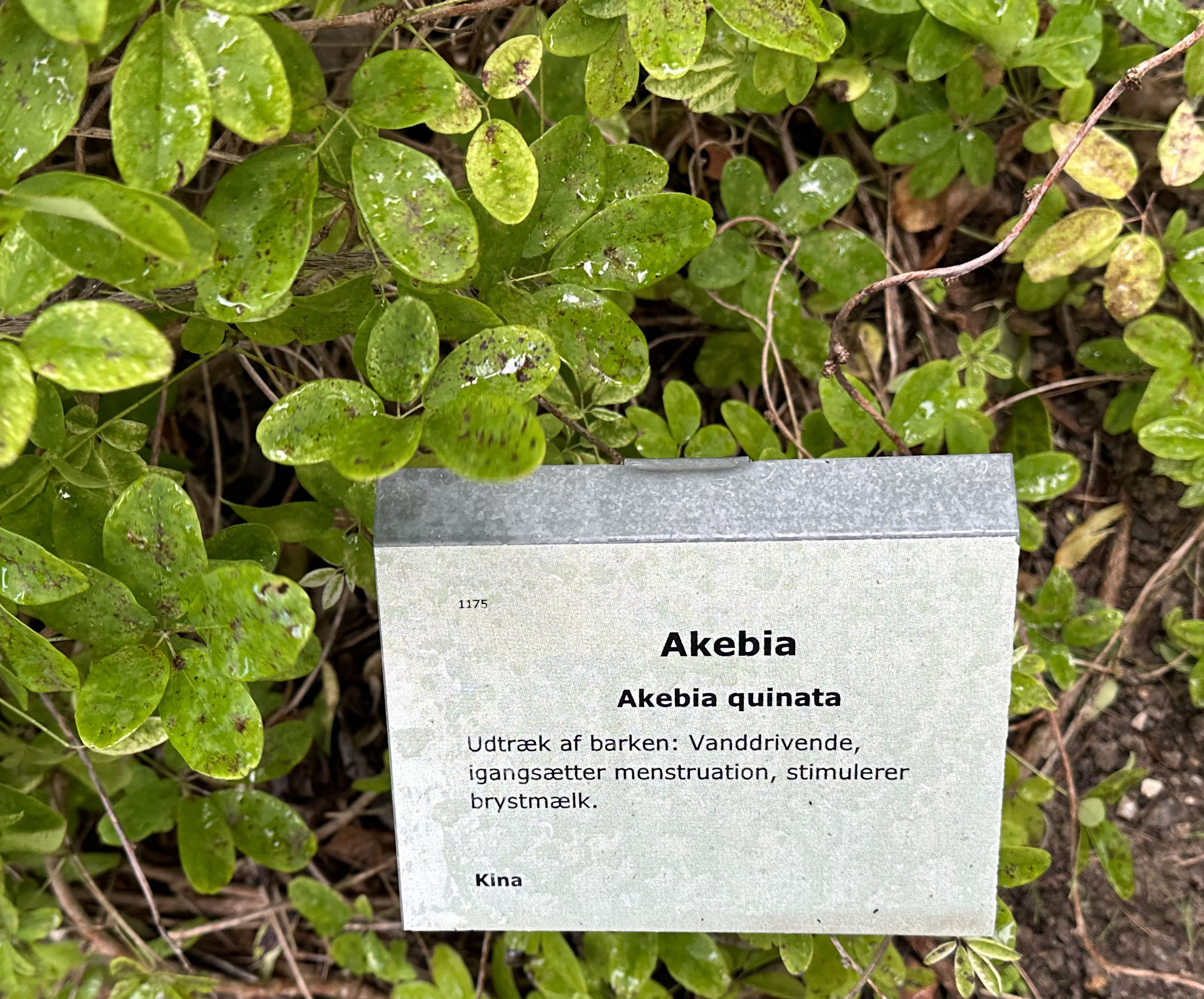 Akebia i Haven for urin- og kønsveje. 