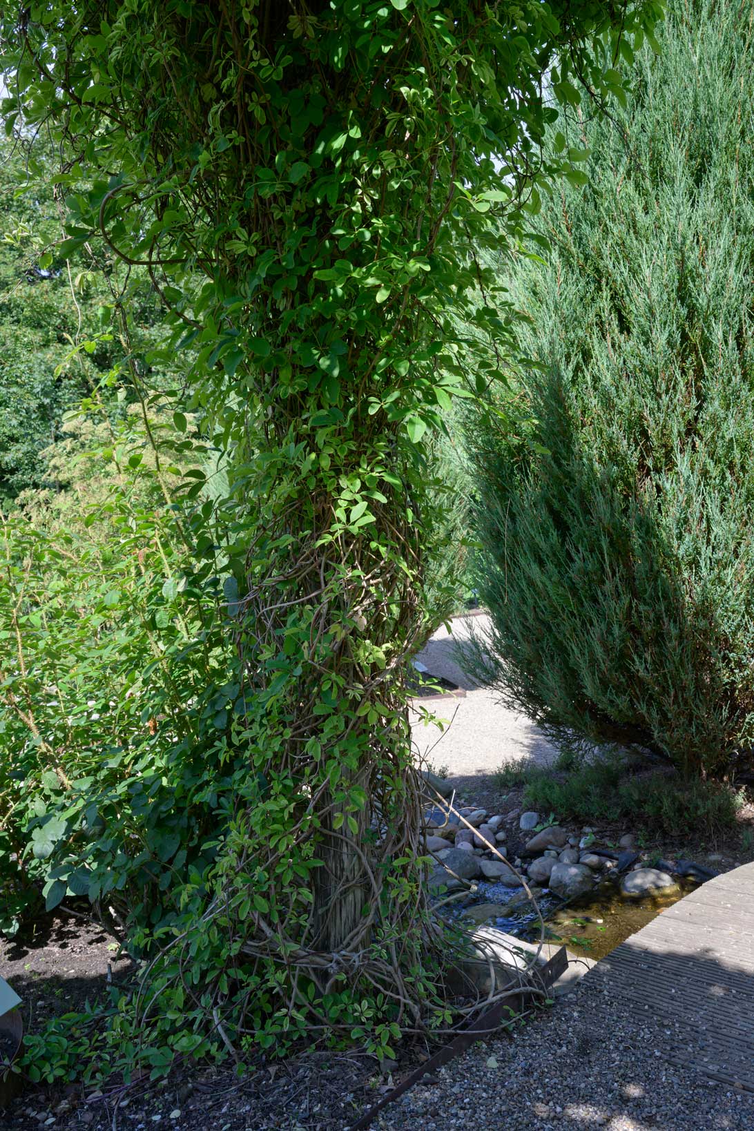Akebiaplanten i Haven for urin- og kønsveje er en klatreplante, som gror i havens robiniepergola. 