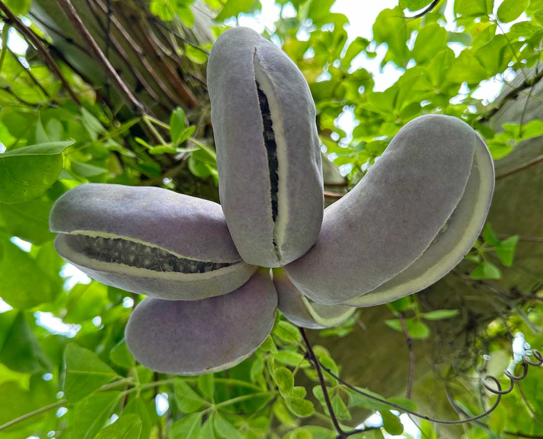 Moden frugt fra Akebiaplanten i Haven for urin- og kønsveje.