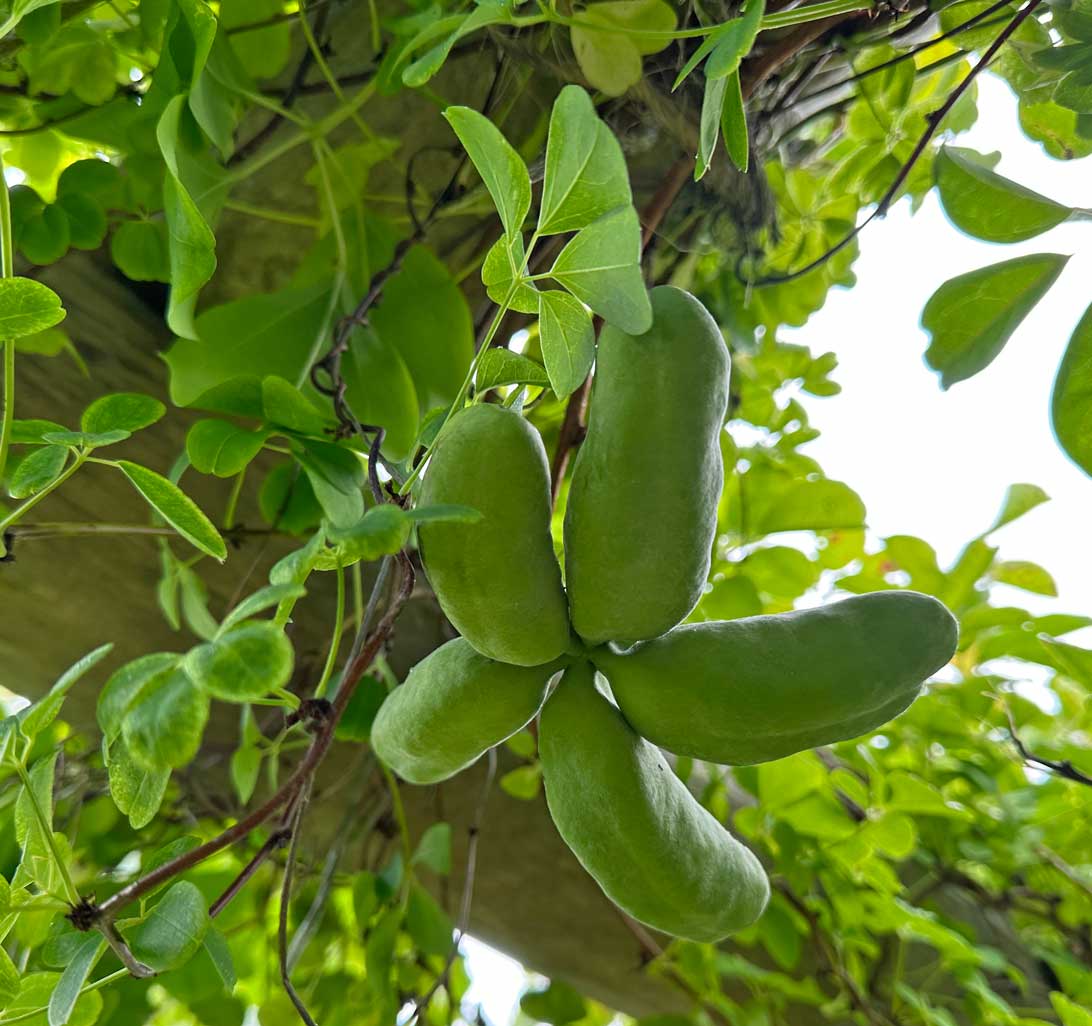 Umoden frugt fra Akebiaplanten i Haven for urin- og kønsveje.