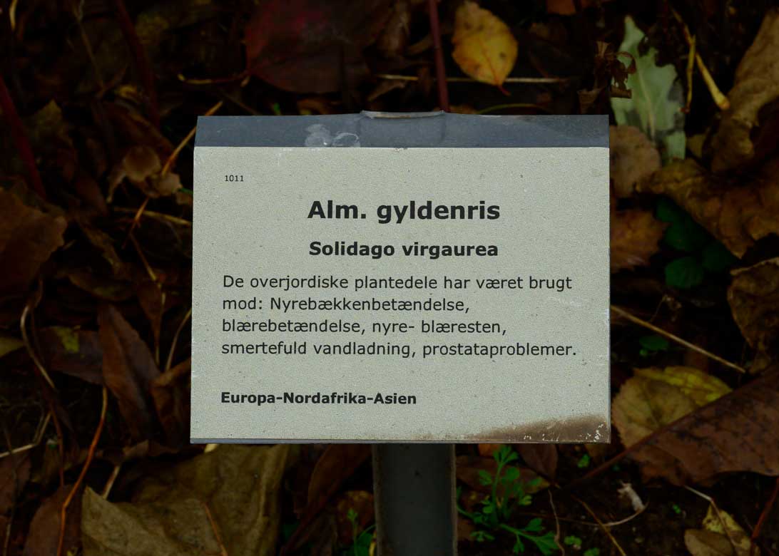 Skilt Alm. gyldenris i Haven for urin- og kønsveje. 